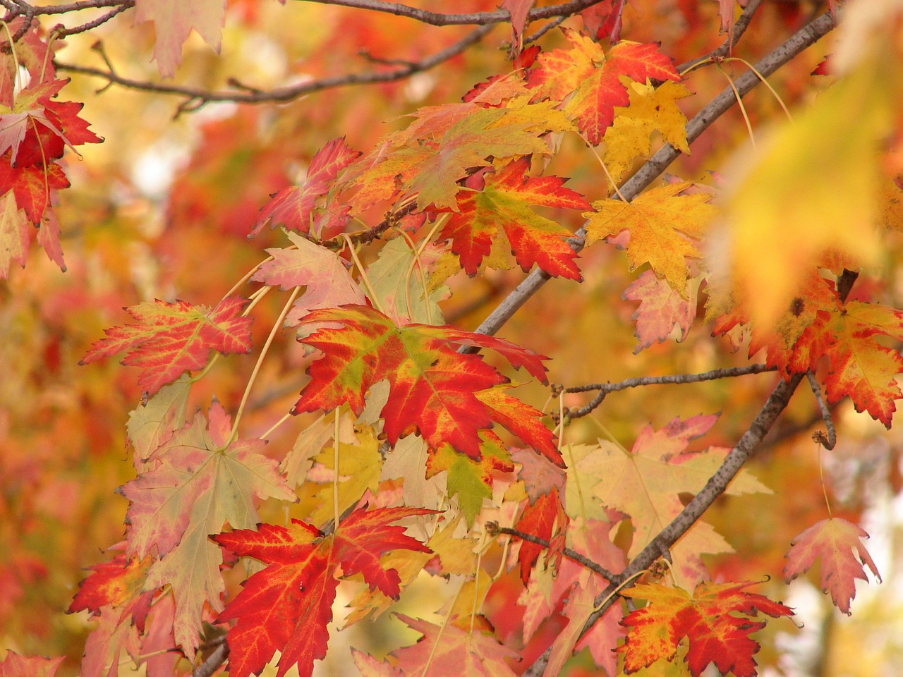 autumn fall colors free photo