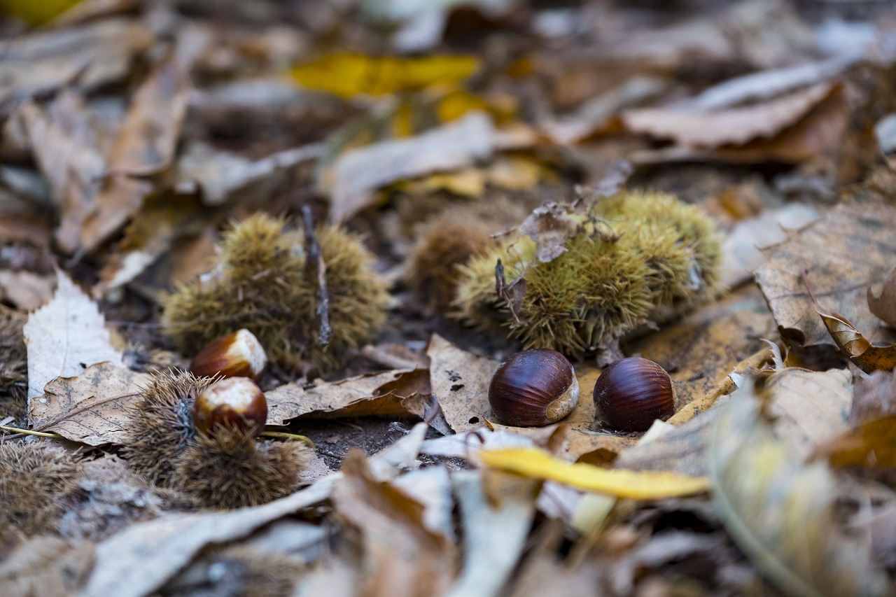 autumn leaves chestnut free photo