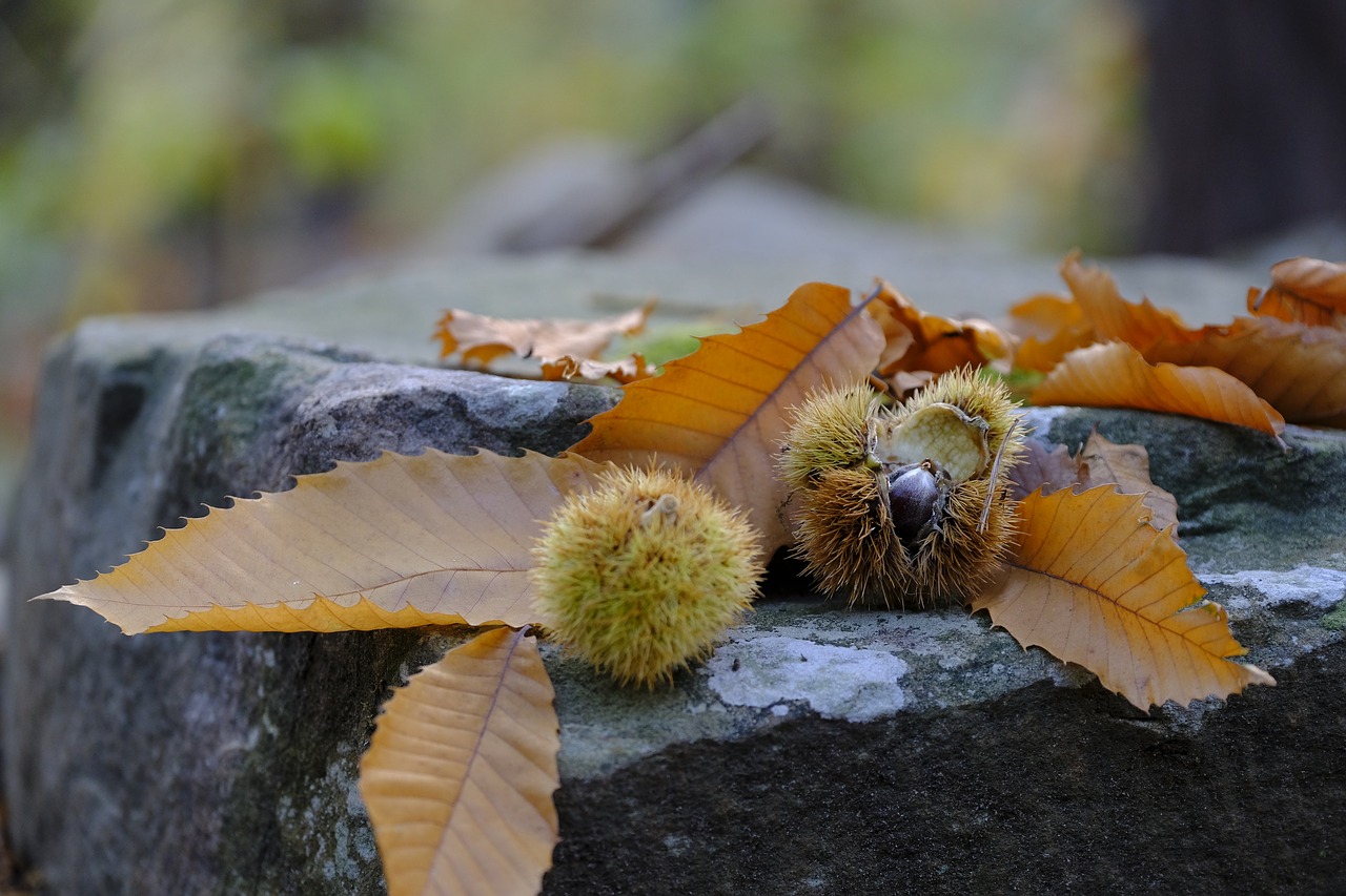 autumn leaves chestnut free photo