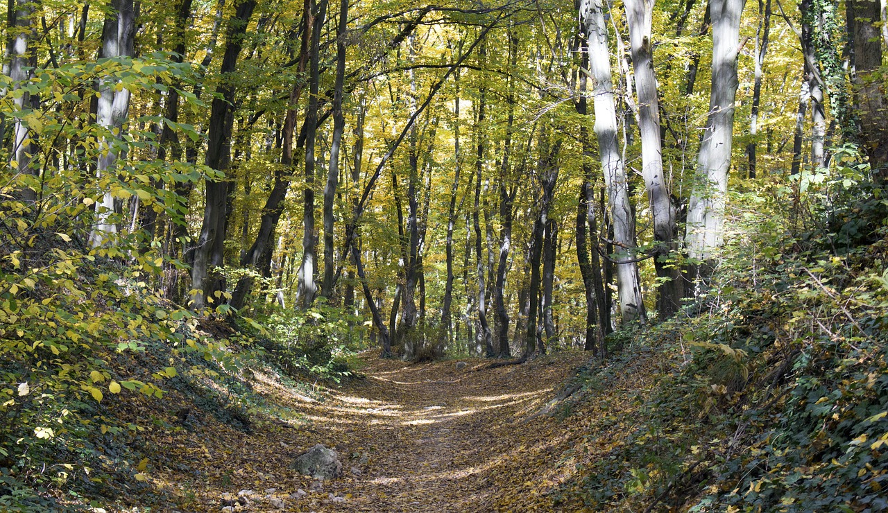 autumn path been way free photo