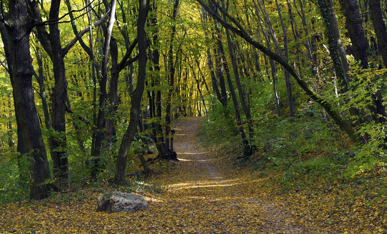 autumn path been way free photo