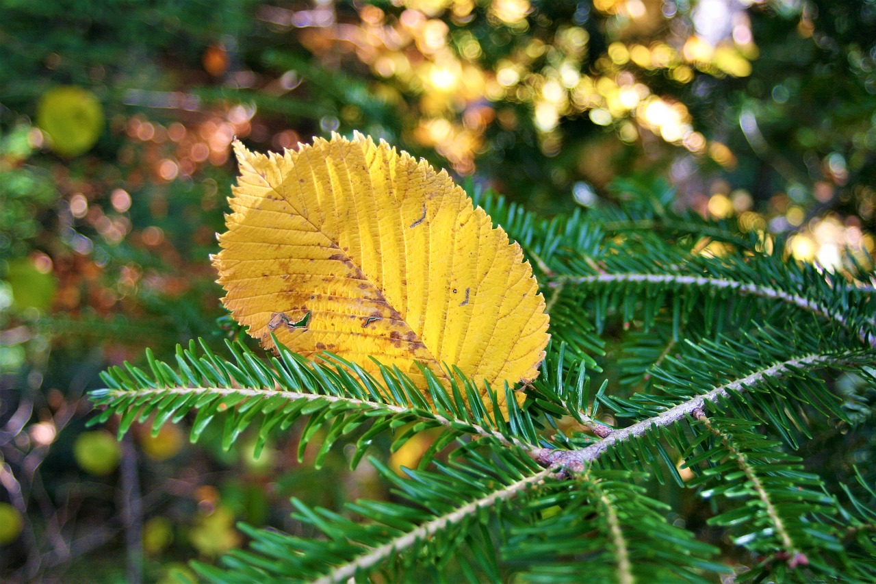 autumn yellow autumn foliage free photo