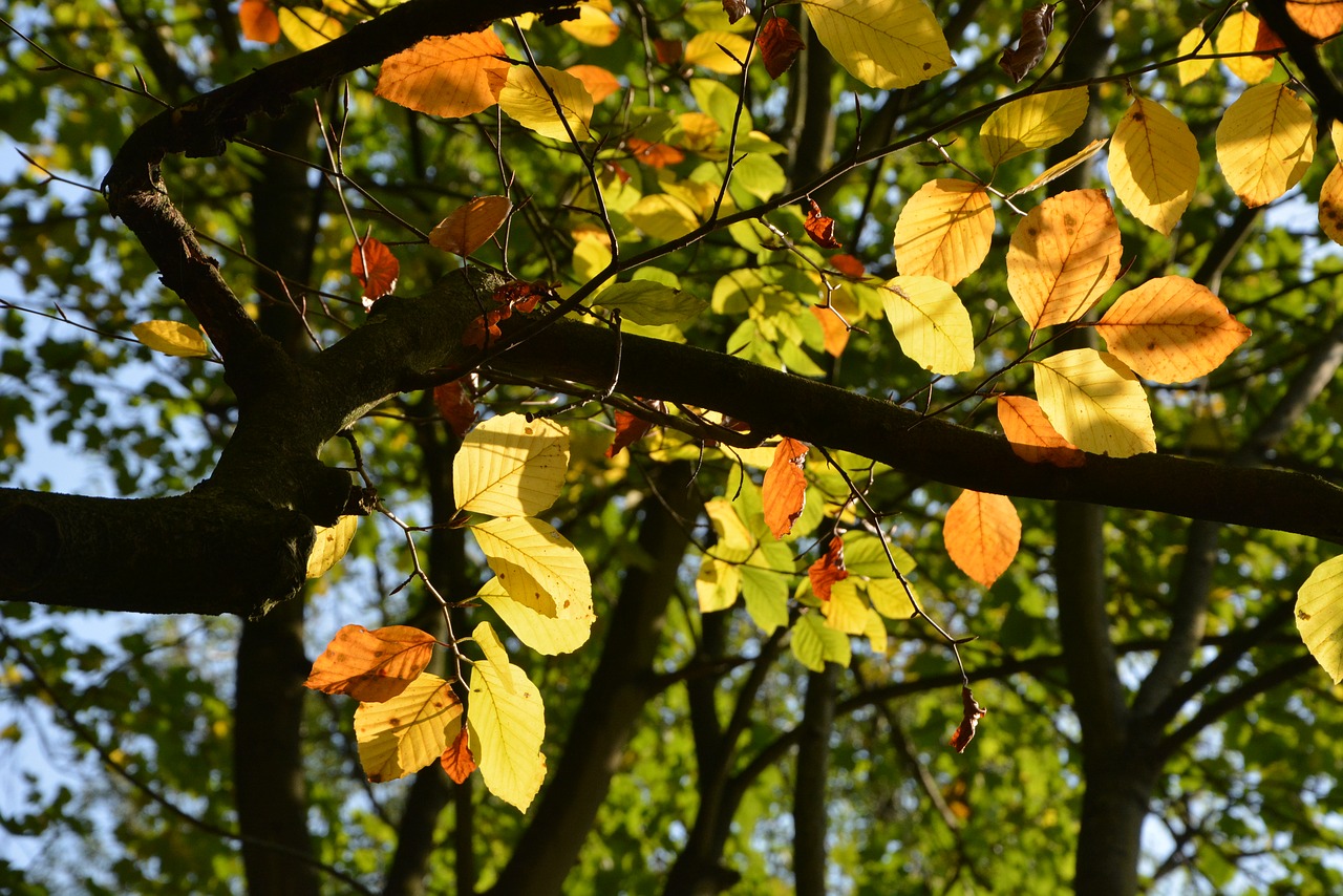 autumn fall foliage fall color free photo