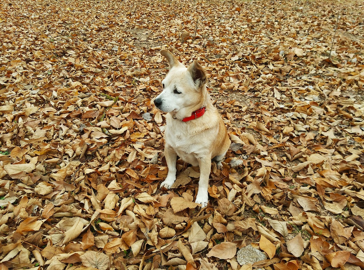 autumn dog pet free photo