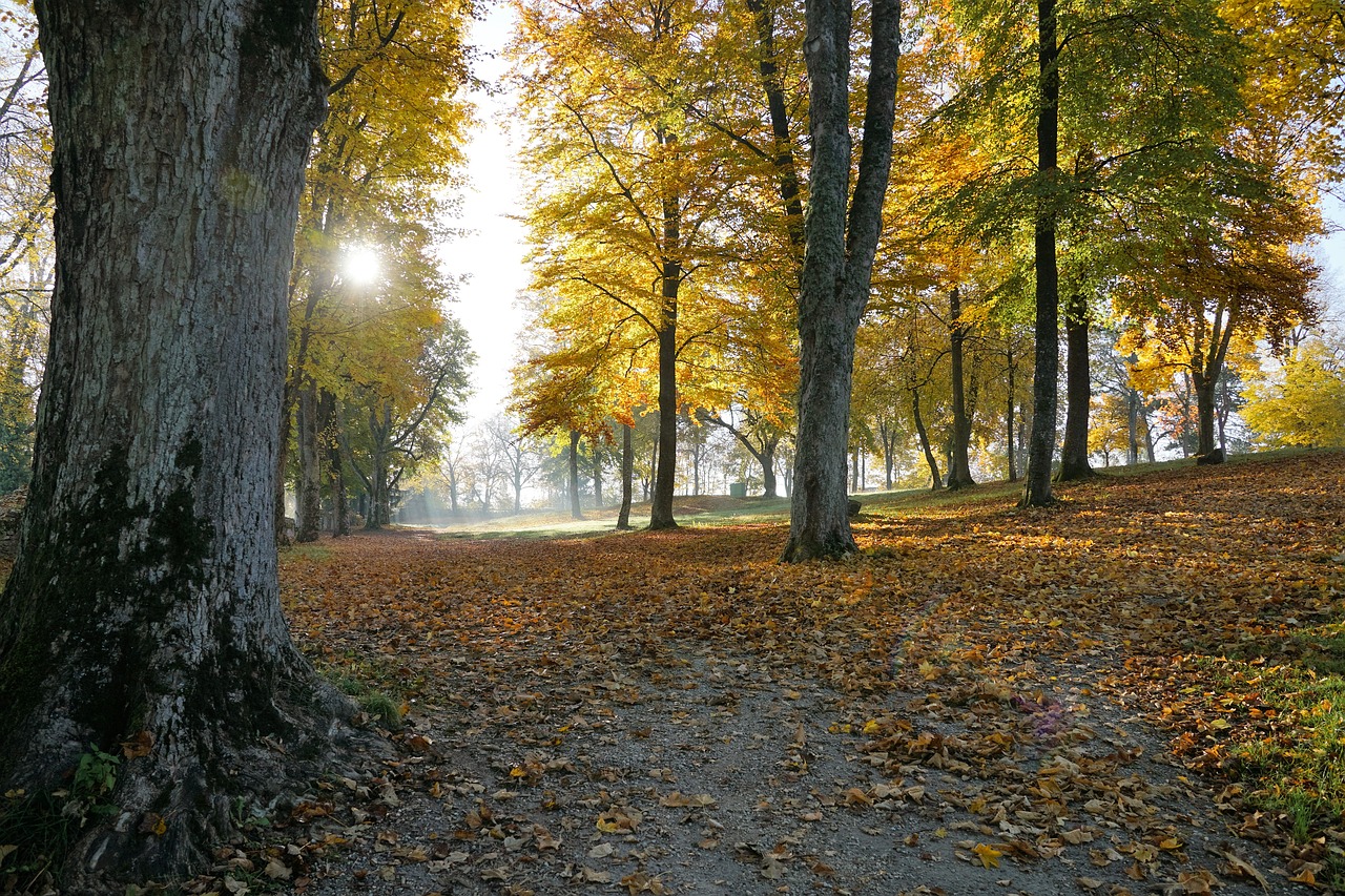 autumn hike tuttlingen free photo