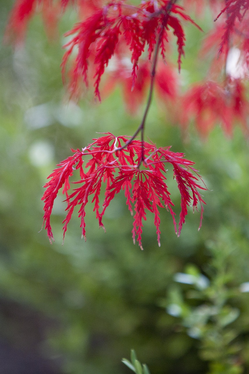 autumn autumn leaves maple free photo