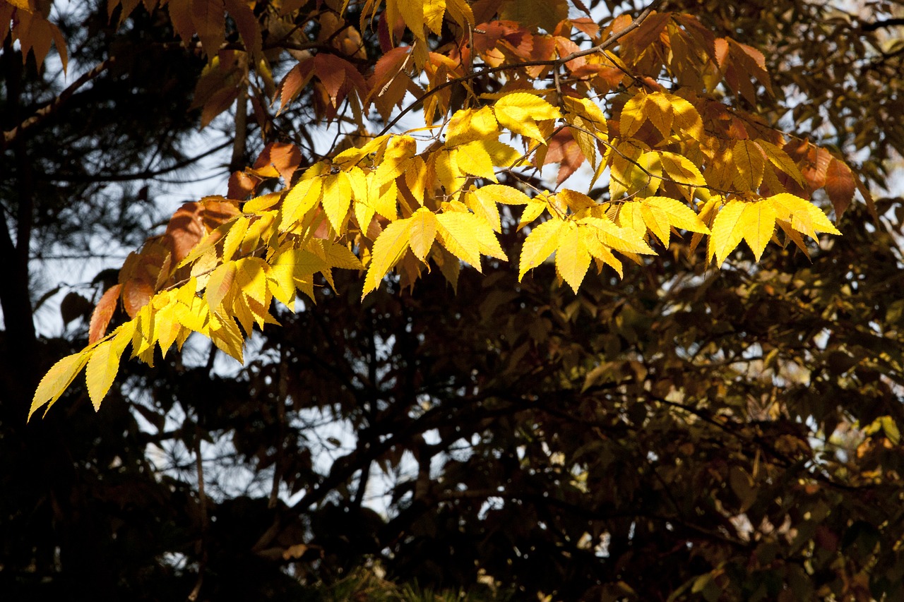 autumn autumn leaves maple free photo