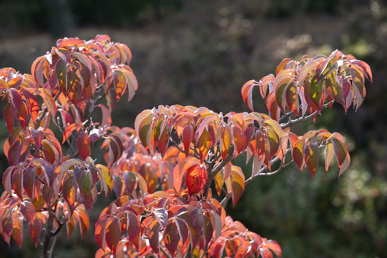 autumn autumn leaves maple free photo