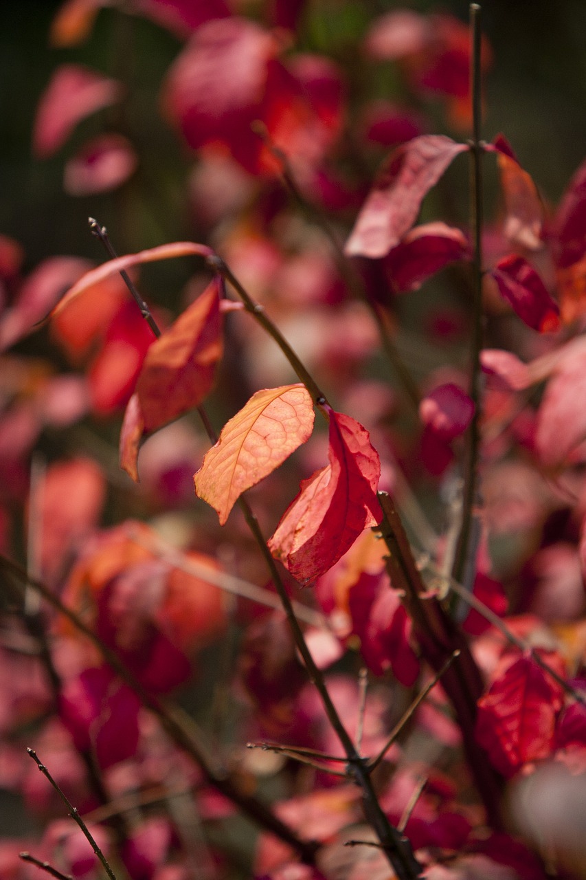 autumn autumn leaves maple free photo