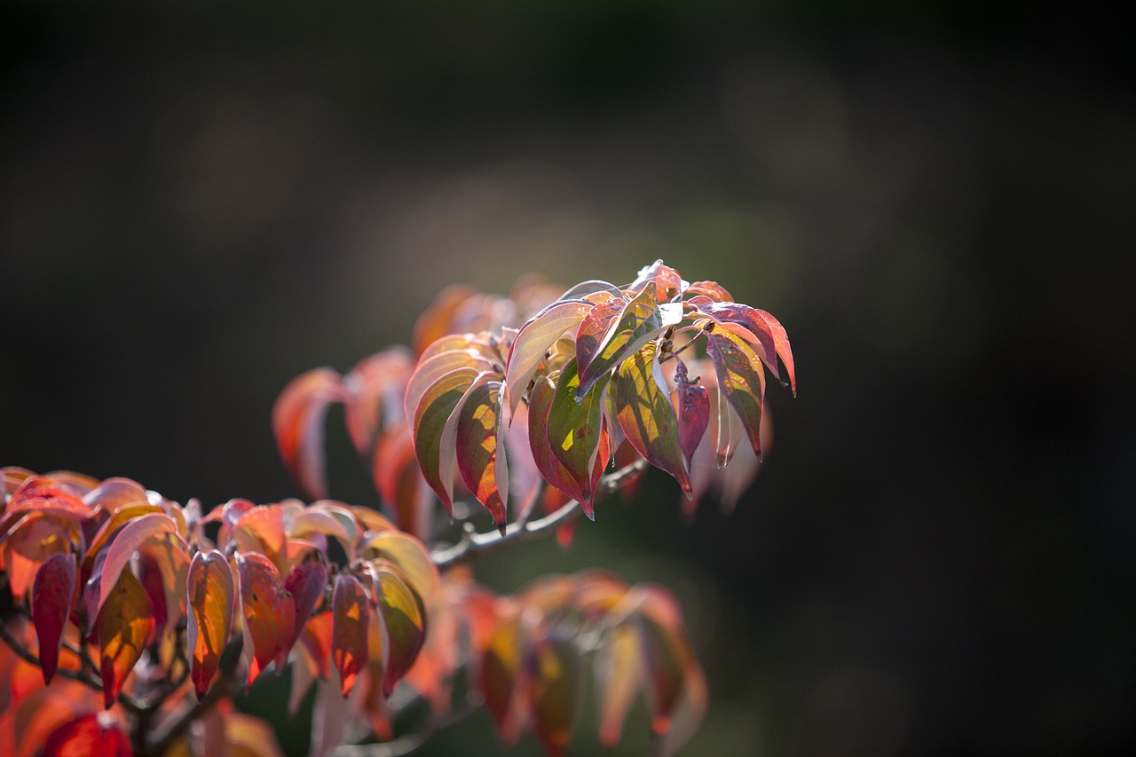 autumn autumn leaves maple free photo