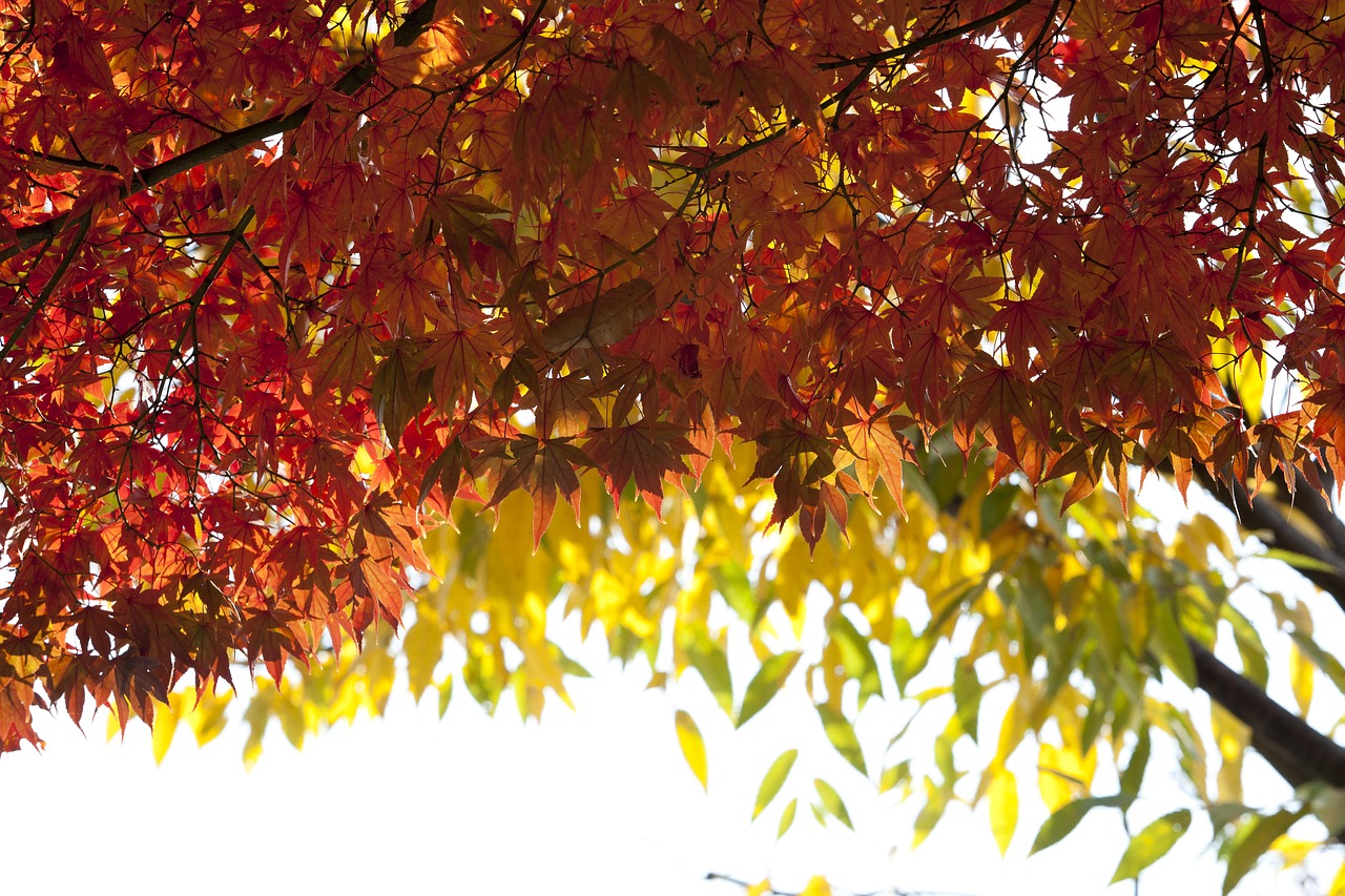 autumn autumn leaves maple free photo