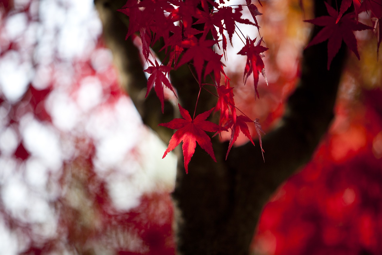 autumn autumn leaves maple free photo