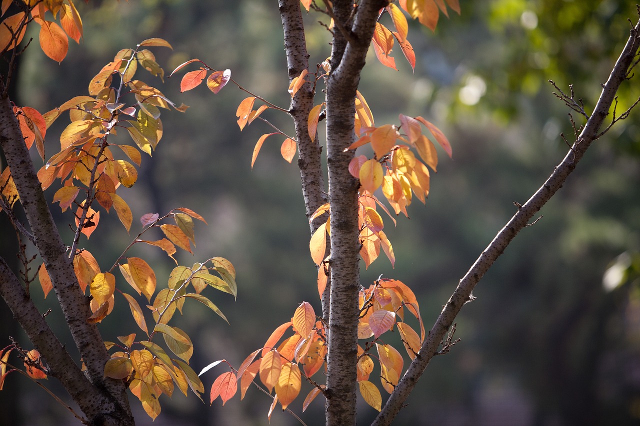 autumn autumn leaves maple free photo