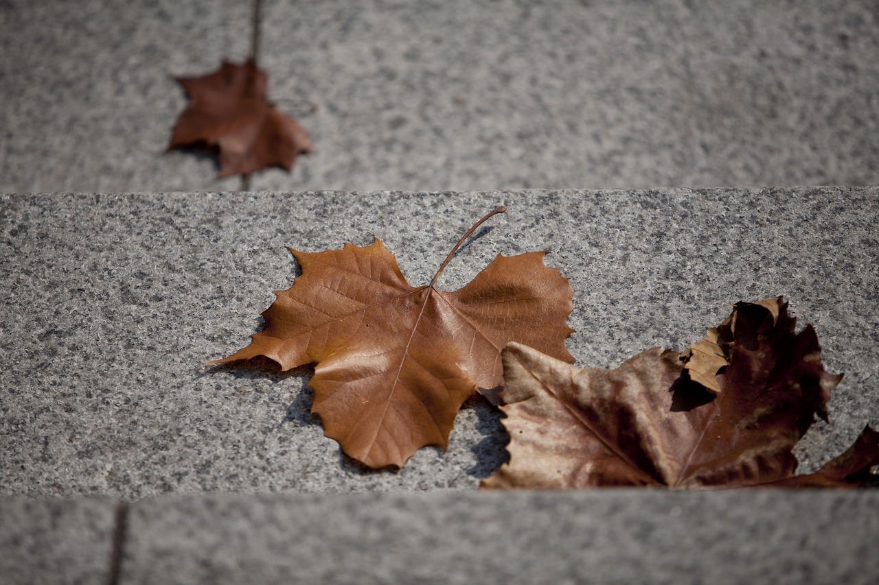 autumn autumn leaves maple free photo