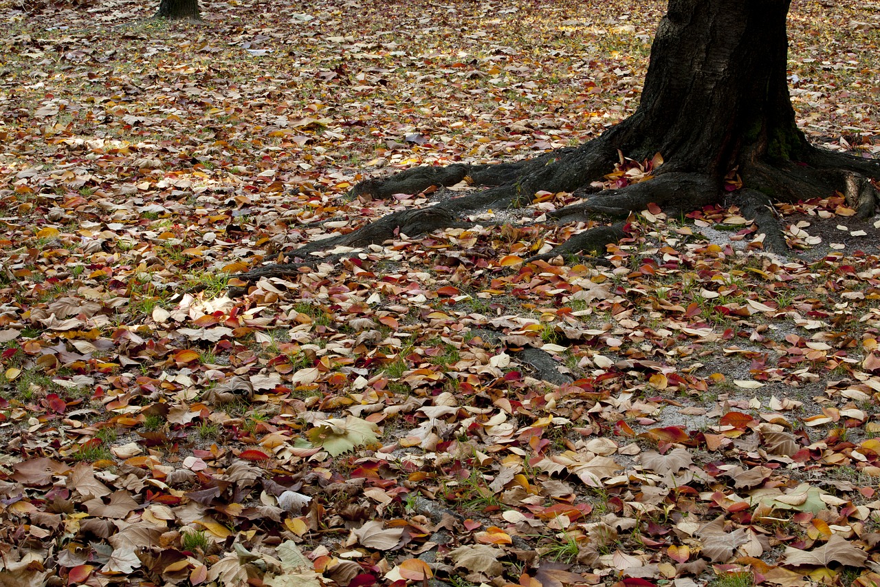 autumn autumn leaves maple free photo