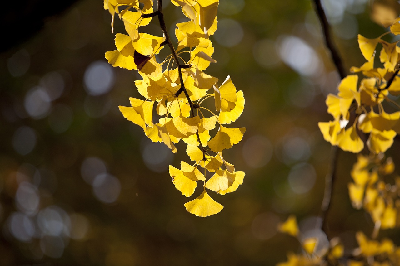 autumn autumn leaves maple free photo