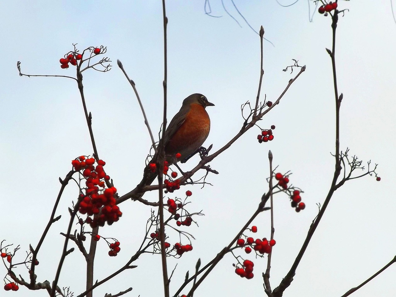 autumn bird tree free photo