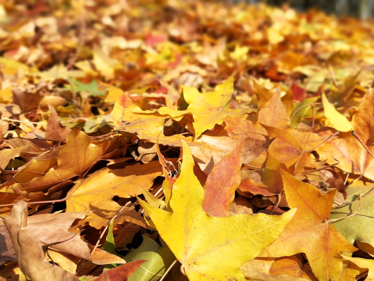 autumn maple red maple free photo