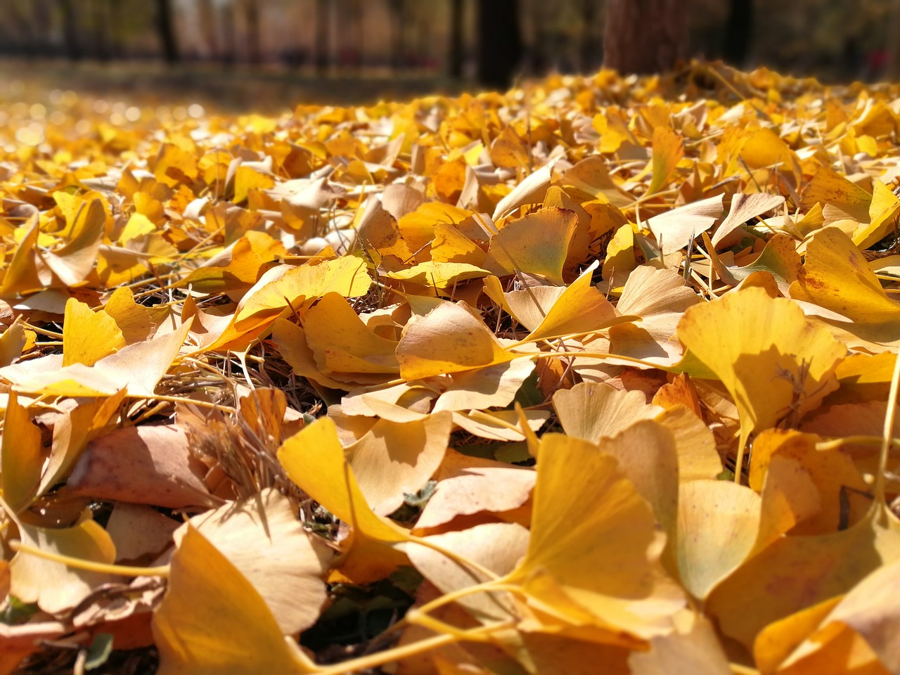 autumn ginkgo full yellow gold free photo