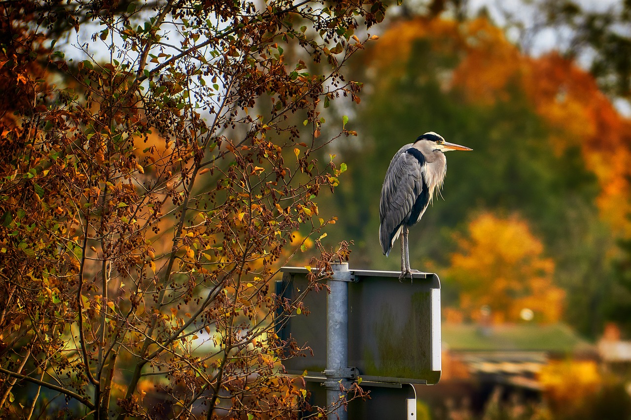 autumn bird heron free photo