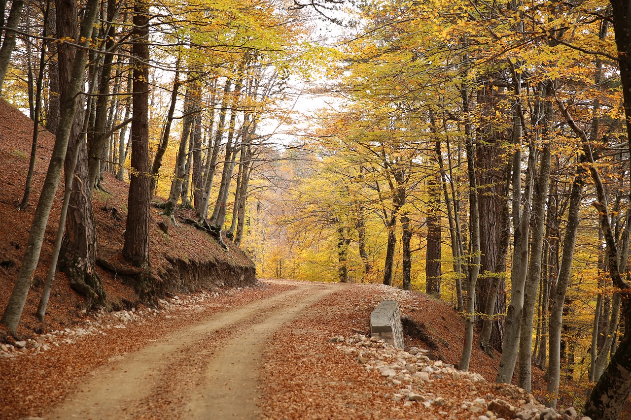 autumn leaves trees free photo