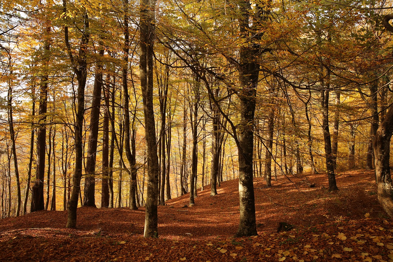 autumn leaves trees free photo