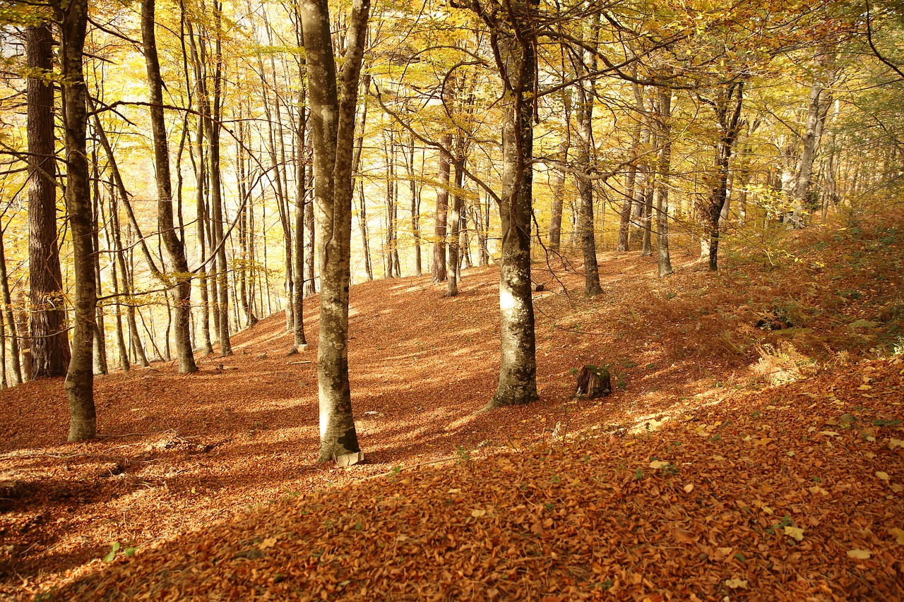 autumn leaves trees free photo