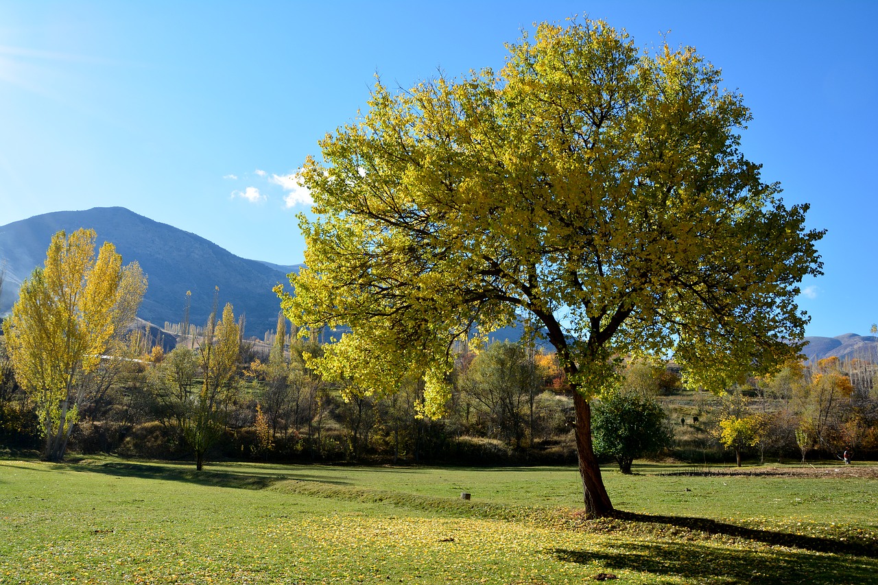 autumn season nature free photo