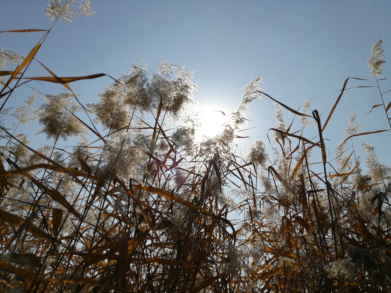 autumn park corner reed free photo