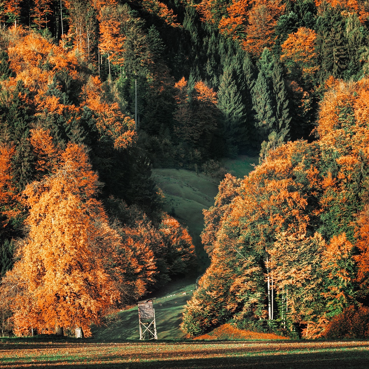 autumn autumn colours trees free photo