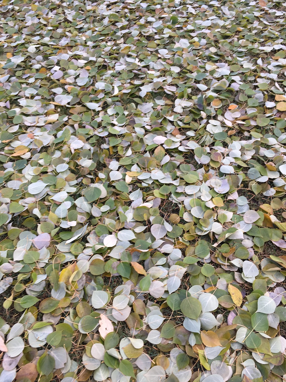 autumn foliage fallen leaves free photo