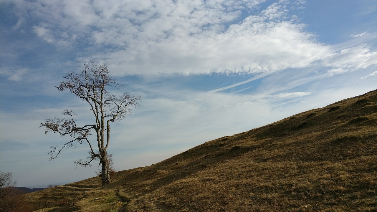 autumn tree november free photo