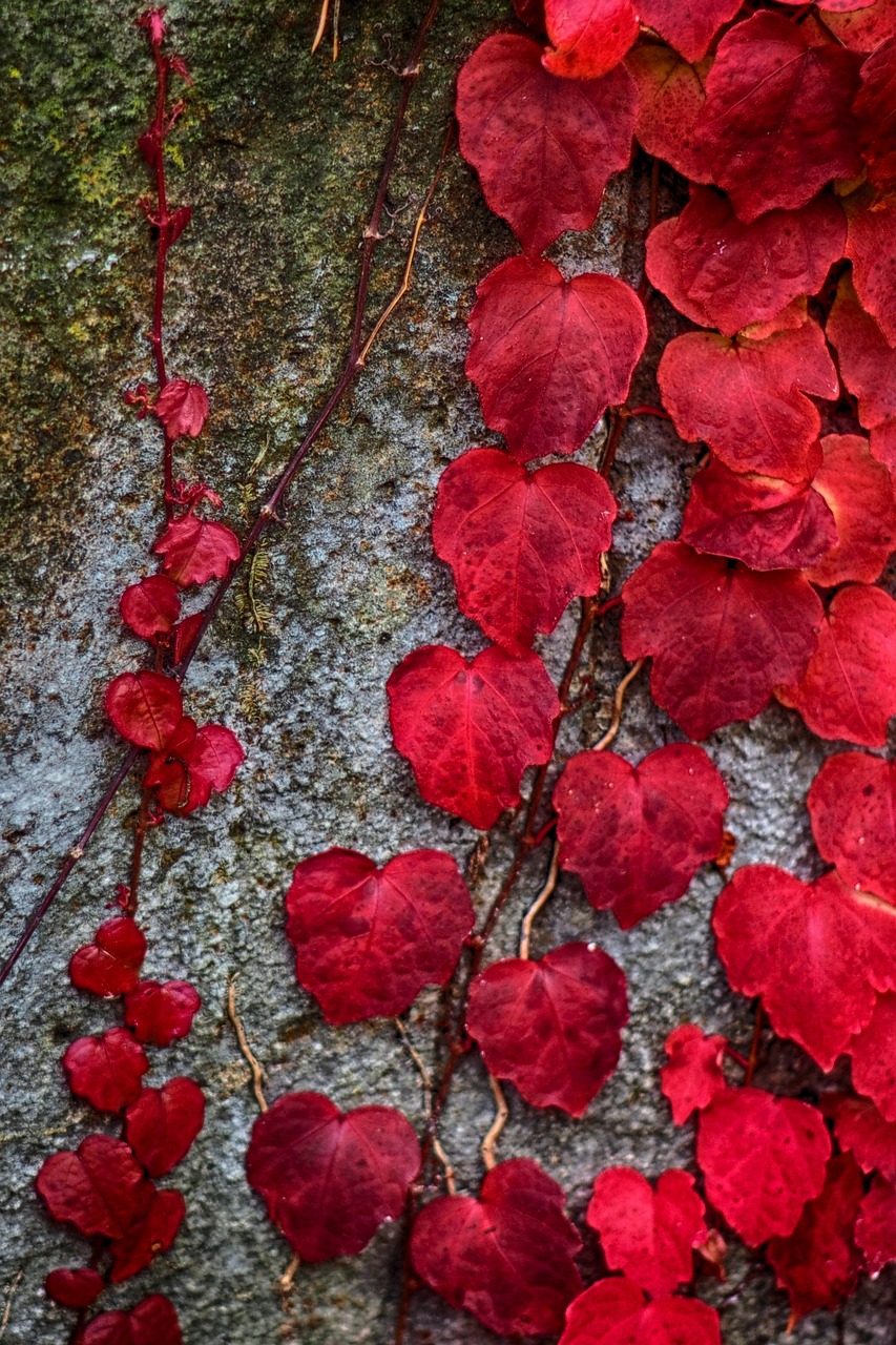 autumn foliage stone free photo