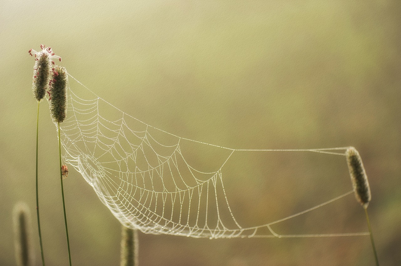 autumn grass nature free photo