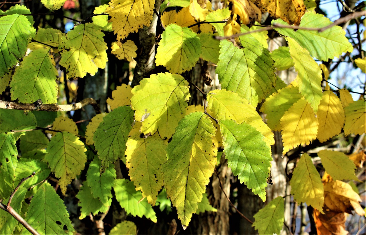 autumn yellow leaves leaf free photo