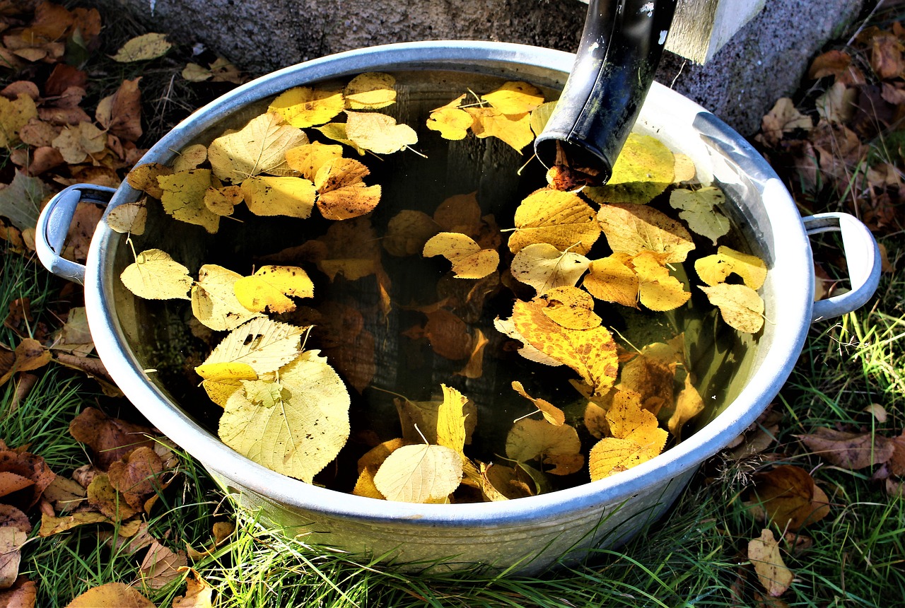 autumn leaf water free photo