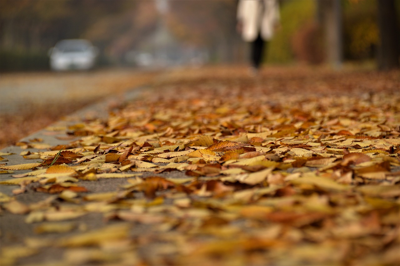 autumn leaves autumn leaves free photo