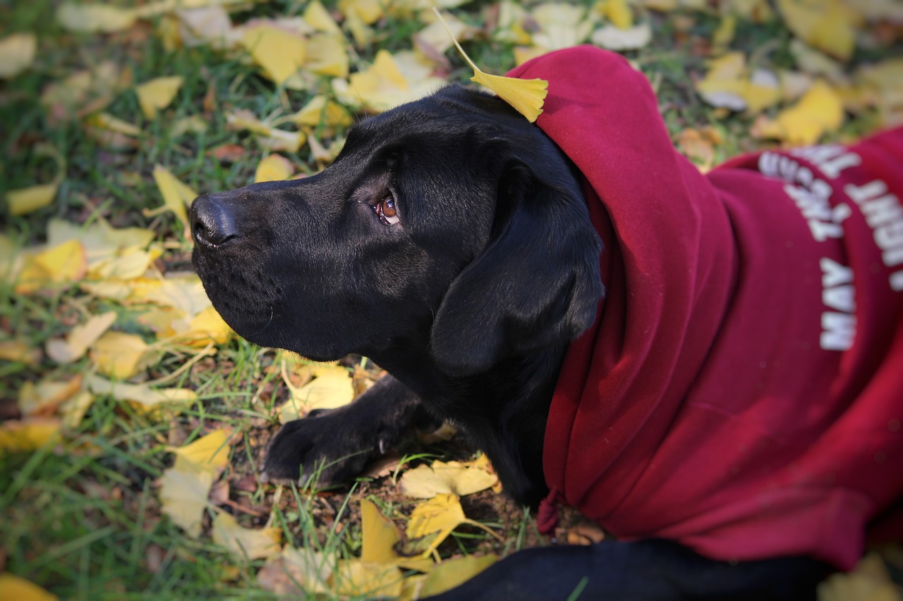 autumn cute labrador free photo