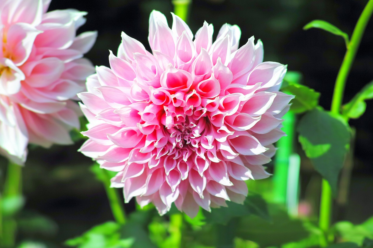 autumn flowers dahlia free photo