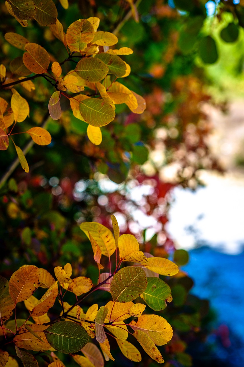 autumn leaves trees free photo