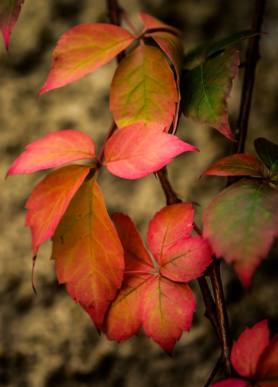 autumn leaves trees free photo