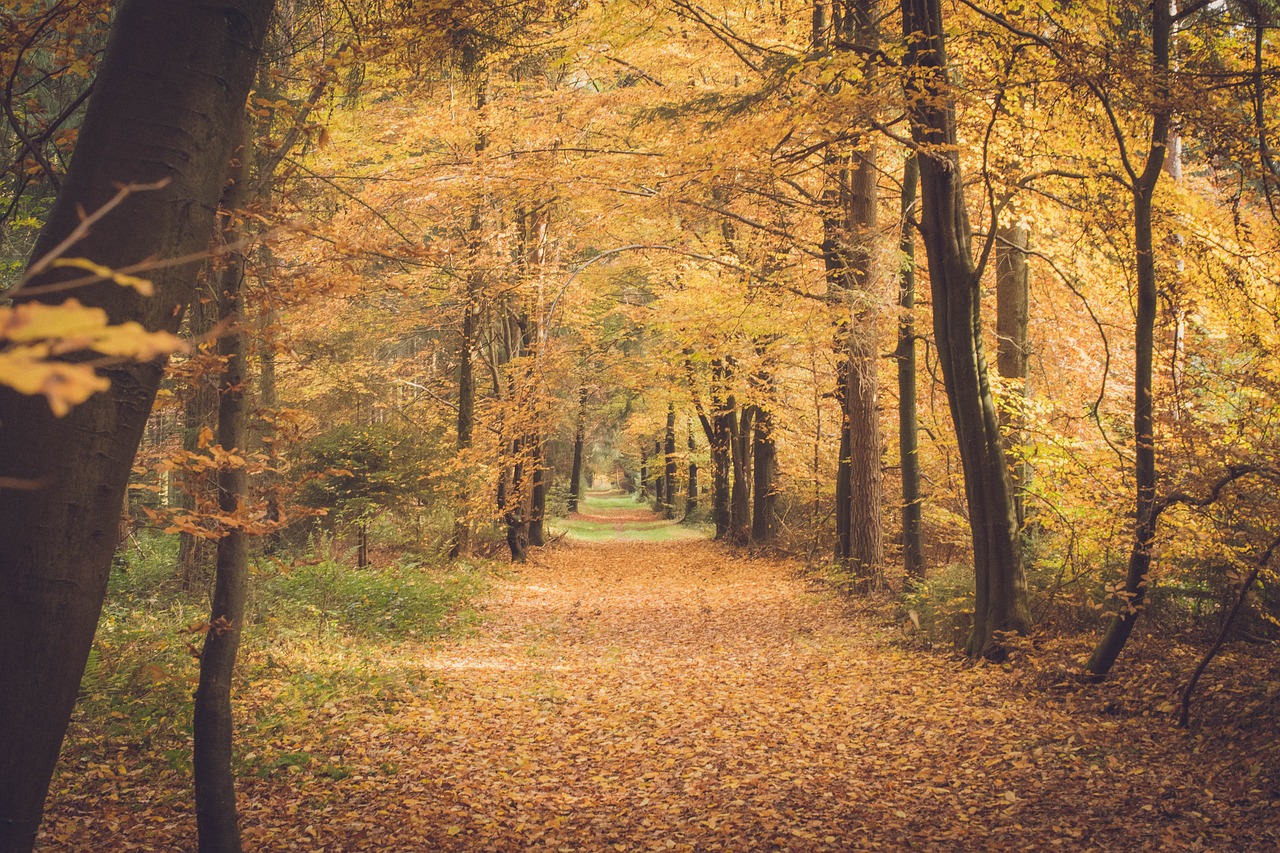 autumn forest leaves free photo