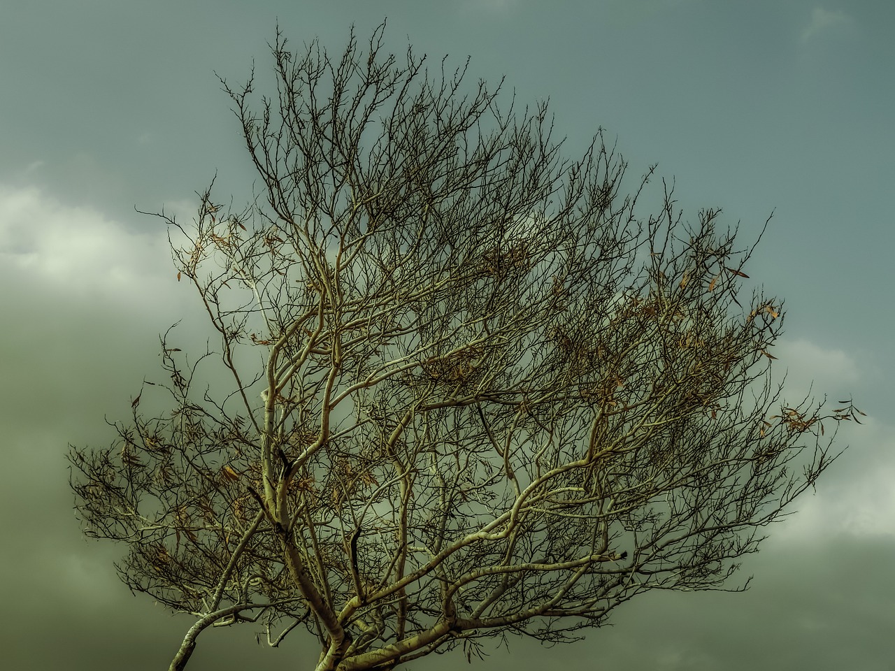 autumn tree branch free photo