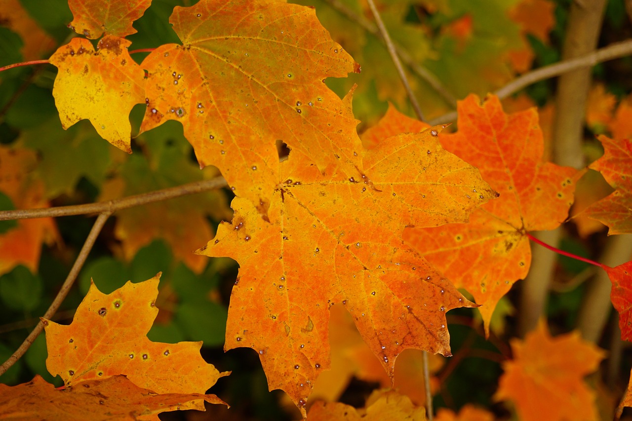 autumn colours leaves free photo