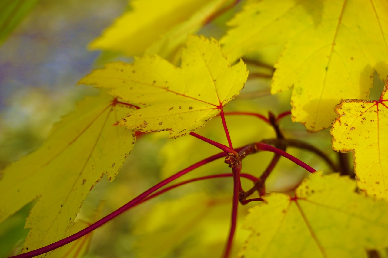 autumn leaves colours free photo