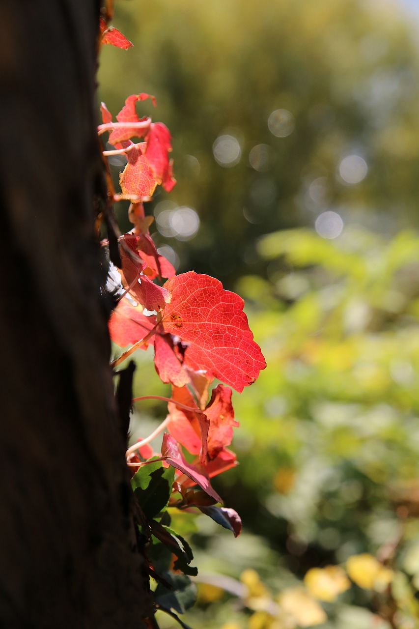 autumn zhu autumn leaves free photo