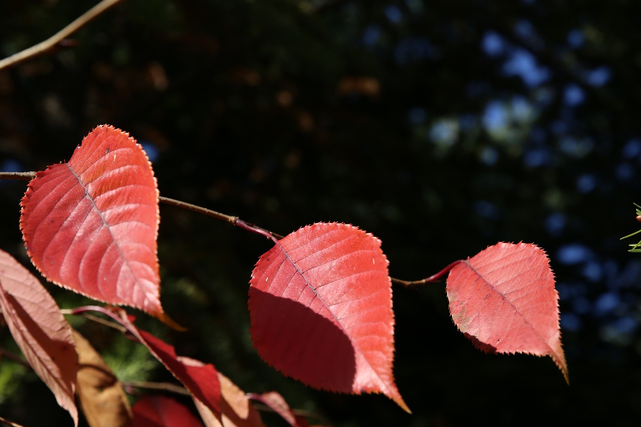 autumn leaf autumn leaves free photo