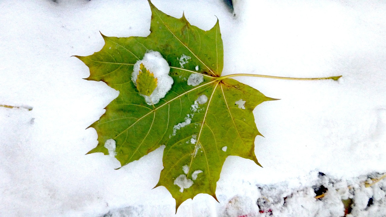 autumn the first snow maple leaf free photo