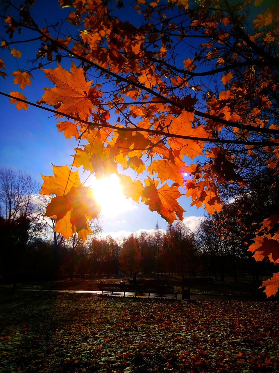 autumn maple nature free photo