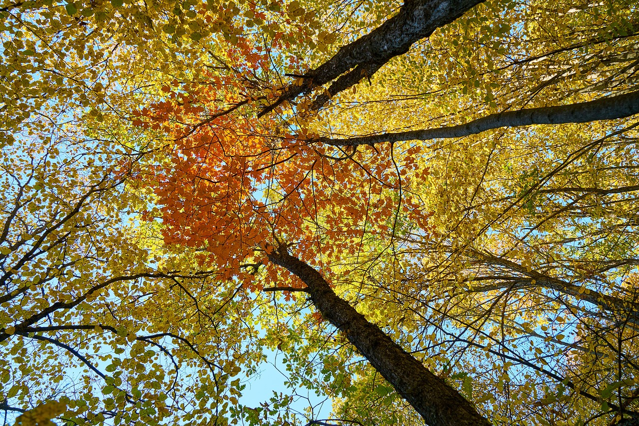 autumn season landscape free photo